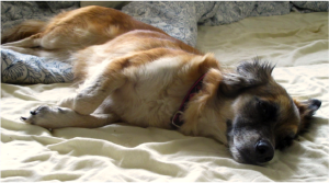 calm down dackel.png